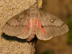 Syssphinx heiligbrodti