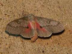 Syssphinx heiligbrodti