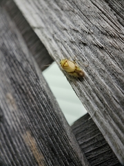 Tropidosteptes