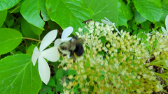 Hydrangea radiata