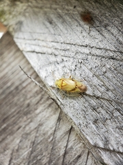 Tropidosteptes
