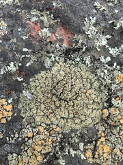 Rhizoplaca opiniconensis