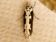 Ethmia semilugens