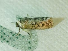 Sympistis sectiloides