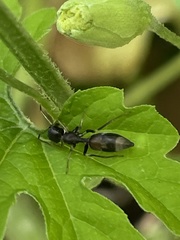 Myrmarachne elongata