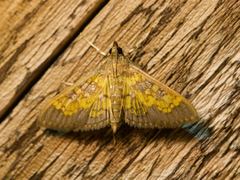 Diacme elealis