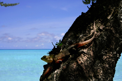 Calotes versicolor