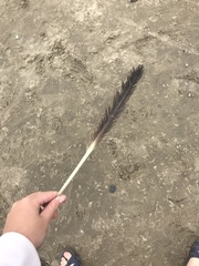 Pelecanus occidentalis