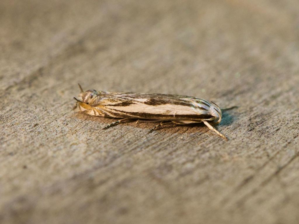 Polyhymno acaciella