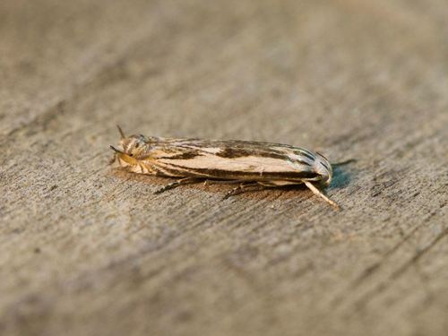 Polyhymno acaciella Busck, 1900