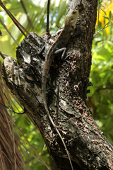 Calotes versicolor