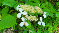 Hydrangea radiata