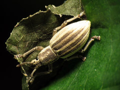 Aphrastus taeniatus