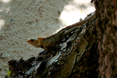 Calotes versicolor
