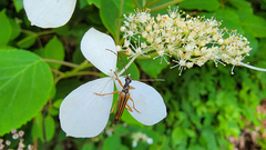 Hydrangea radiata