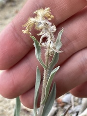 Oreocarya flavoculata