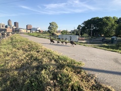 Branta canadensis