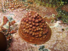 Acmaea
