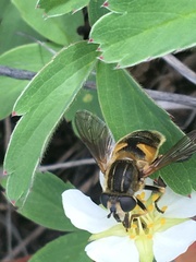 Helophilus groenlandicus