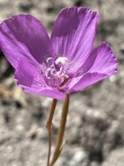 Clarkia lewisii