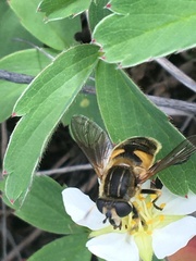 Helophilus groenlandicus