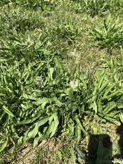 Plantago lanceolata