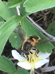 Helophilus groenlandicus