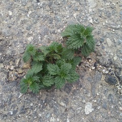 Urtica