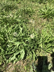Plantago lanceolata