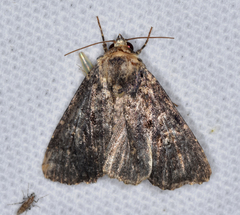 Condicinae