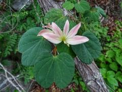 Bauhinia coulteri