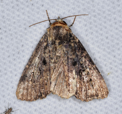 Condicinae