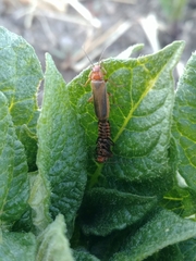 Cantharis rufa