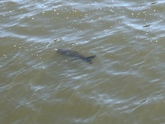 Cypriniformes