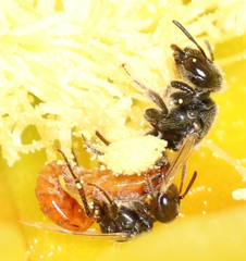 Macrotera