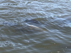 Cypriniformes