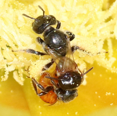 Macrotera