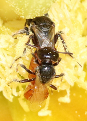 Macrotera