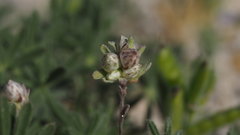Stylocline gnaphaloides
