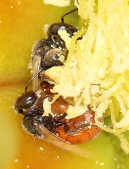 Macrotera