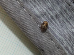 Clastoptera obtusa