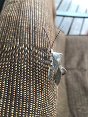 Acanthocephala declivis