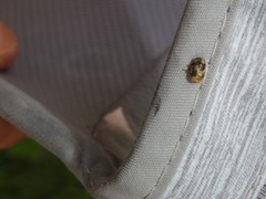 Clastoptera obtusa