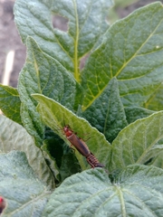 Cantharis rufa
