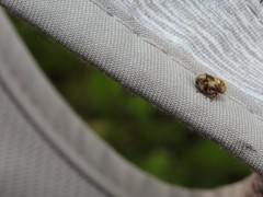 Clastoptera obtusa