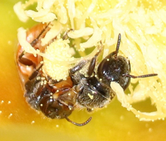 Macrotera
