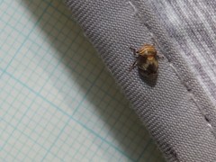Clastoptera obtusa