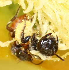 Macrotera