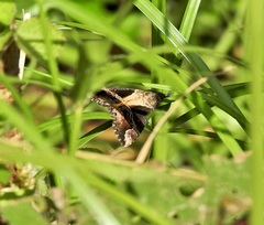 Dichromia quinqualis