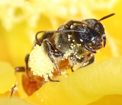 Macrotera